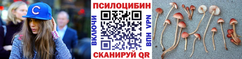 Купить где  Пушкино  Галлюциногенные грибы Psilocybine cubensis 